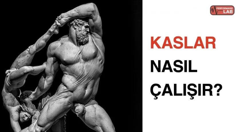 Kaslar nasıl çalışır?